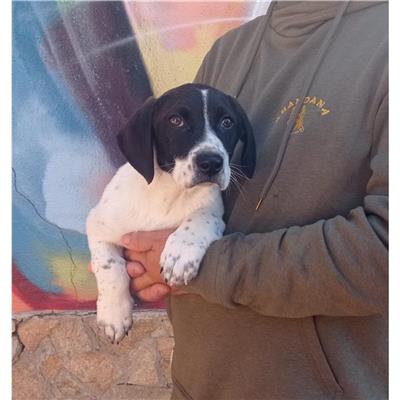 QUARTU SANT'ELENA - Cane - Microchip 380260004583789