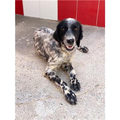 SINNAI - Cane - Microchip 380260004583774