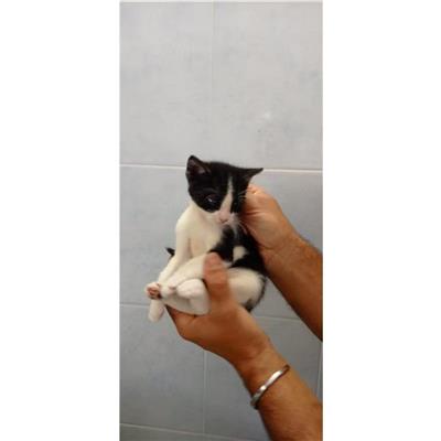 MONSERRATO - Gatto - Microchip 380260004582891