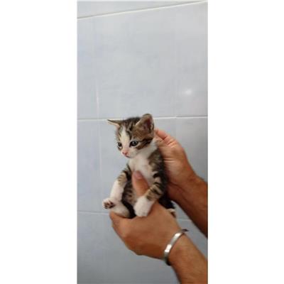 MONSERRATO - Gatto - Microchip 380260004582892