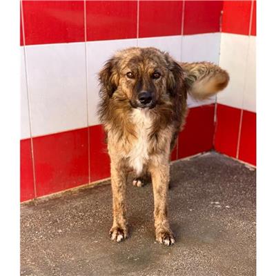 MONSERRATO - Cane - Microchip 380260004583787