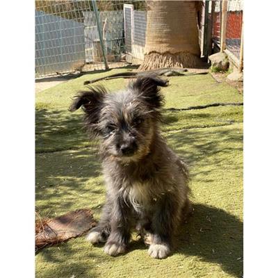 QUARTU SANT'ELENA - Cane - Microchip 380260004584157