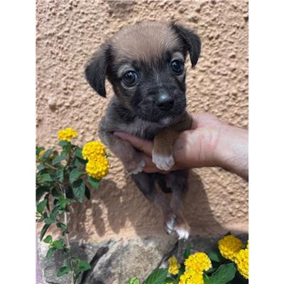 BURCEI - Cane - Microchip 380260004584967