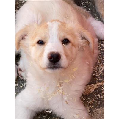 DOLIANOVA - Cane - Microchip 380260004583781