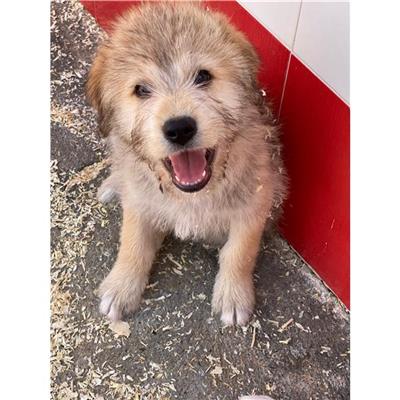DOLIANOVA - Cane - Microchip 380260004584160