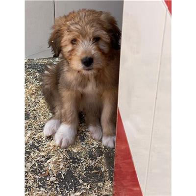 DOLIANOVA - Cane - Microchip 380260004583784