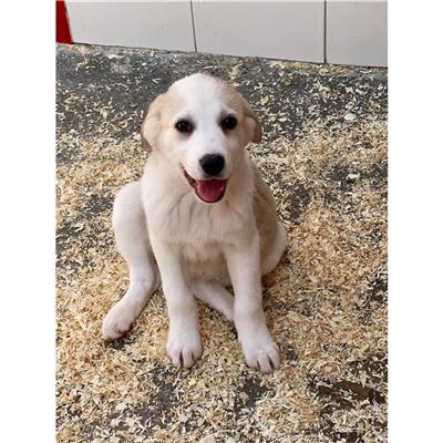 DOLIANOVA - Cane - Microchip 380260004584156