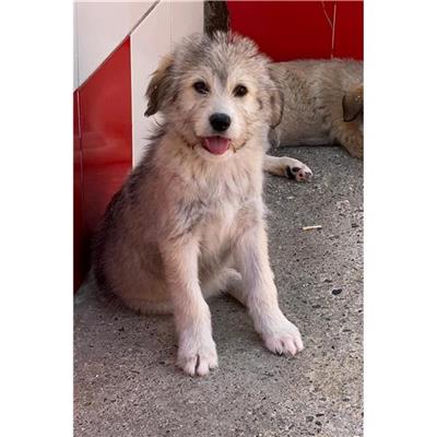 DOLIANOVA - Cane - Microchip 380260004584155