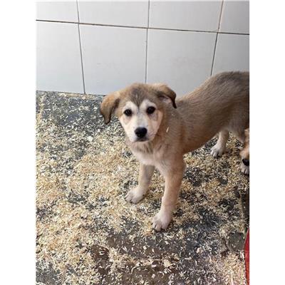 DOLIANOVA - Cane - Microchip 380260004583783