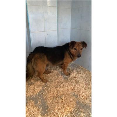 SINNAI - Cane - Microchip 380260004582908