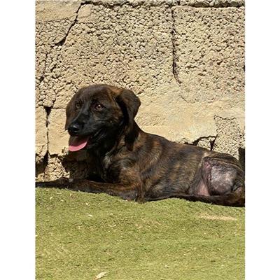 QUARTU SANT'ELENA - Cane - Microchip 380260004582907