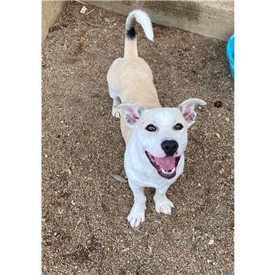 QUARTU SANT'ELENA - Cane - Microchip 380260004582902
