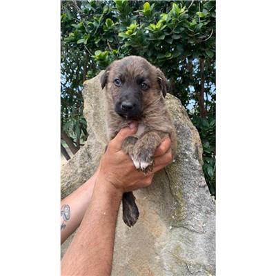 DONORI - Cane - Microchip 380260004582905