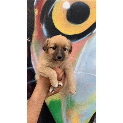 DONORI - Cane - Microchip 380260004582904