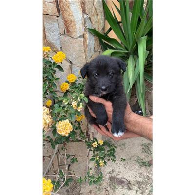 DONORI - Cane - Microchip 380260004582901