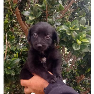 MONSERRATO - Cane - Microchip 380260004582867