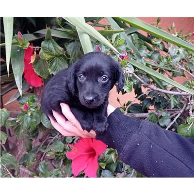 MONSERRATO - Cane - Microchip 380260004582868