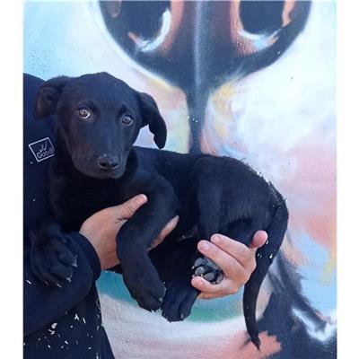 QUARTU SANT'ELENA - Cane - Microchip 380260004582899