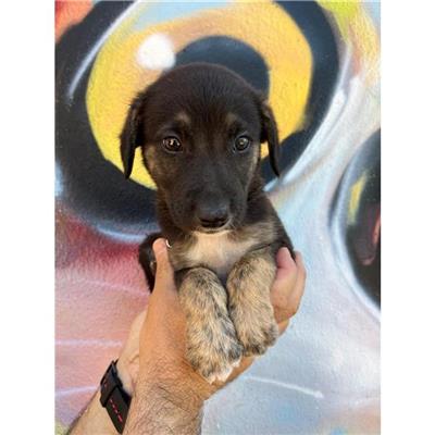 SETTIMO S.PIETRO - Cane - Microchip 380260004582851