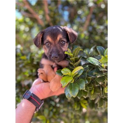 SETTIMO S.PIETRO - Cane - Microchip 380260004582852