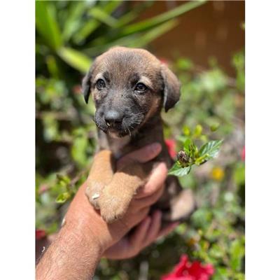 SETTIMO S.PIETRO - Cane - Microchip 380260004582853