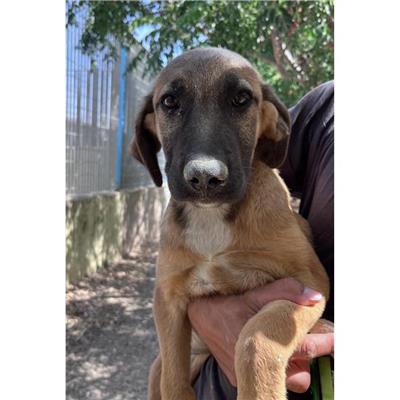 SETTIMO S.PIETRO - Cane - Microchip 380260004582853