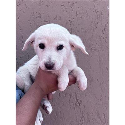 SINNAI - Cane - Microchip 380260004582863