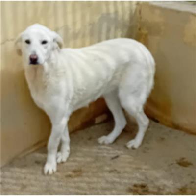 SINNAI - 380260004582863