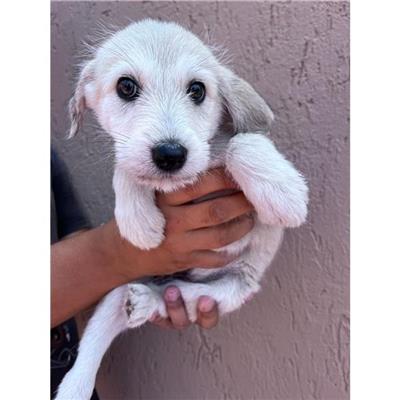 SINNAI - Cane - Microchip 380260004582862