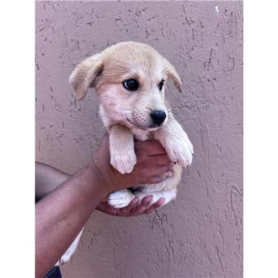 SINNAI - Cane - Microchip 380260004582861