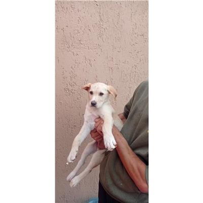 SINNAI - Cane - Microchip 380260004582900