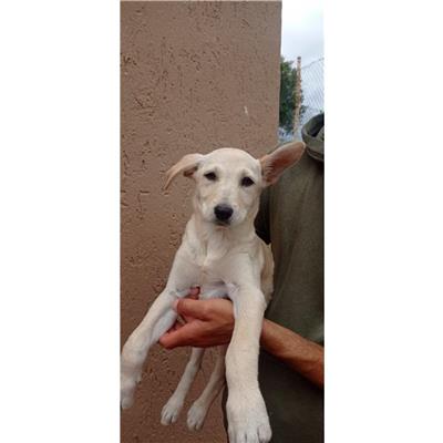 SINNAI - Cane - Microchip 380260004582865