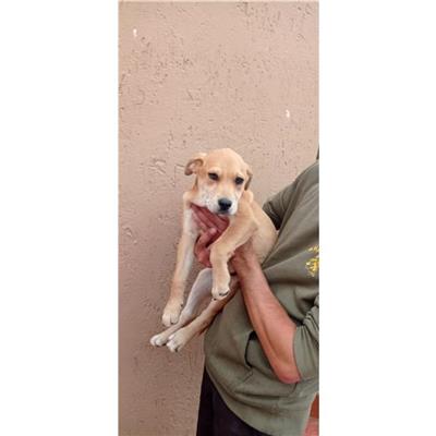 SINNAI - Cane - Microchip 380260004582866