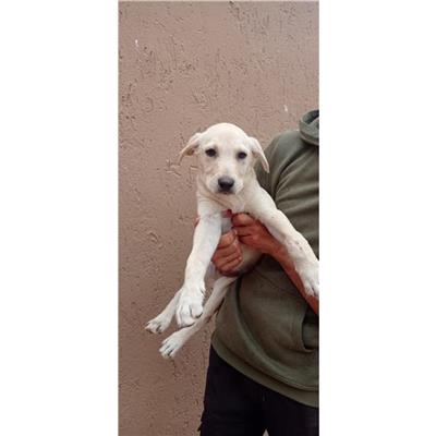 SINNAI - Cane - Microchip 380260004582864