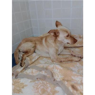 SINNAI - Cane - Microchip 380260004584950