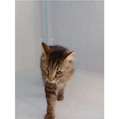 SINNAI - Gatto - Microchip 380260004584962