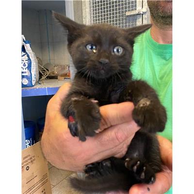 QUARTU SANT'ELENA - Gatto - Microchip 380260004582895
