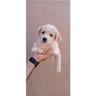 QUARTU SANT'ELENA - Cane - Microchip 380260004584952