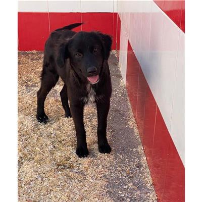 BURCEI - Cane - Microchip 380260004626411