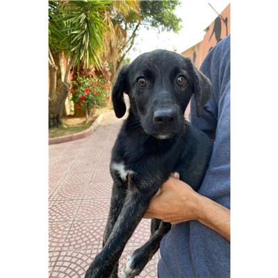 SETTIMO S.PIETRO - Cane - Microchip 380260004584960