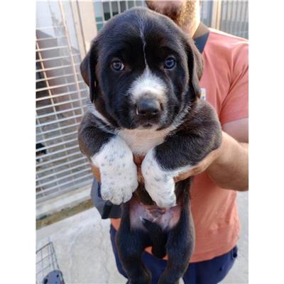 QUARTU SANT'ELENA - Cane - Microchip 380260004626422