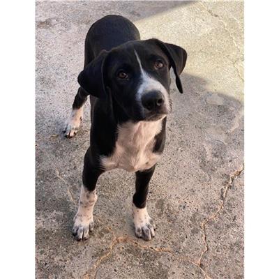 QUARTU SANT'ELENA - Cane - Microchip 380260004626423