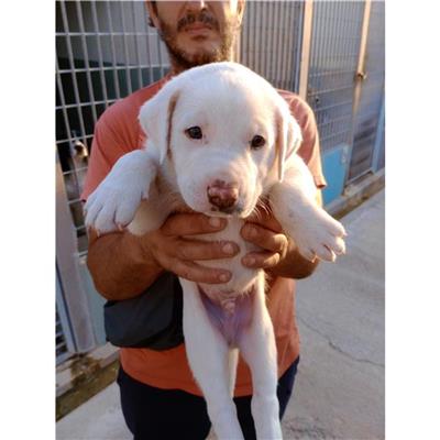 QUARTU SANT'ELENA - Cane - Microchip 380260004626421