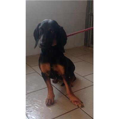 QUARTU SANT'ELENA - Cane - Microchip 380260004626424