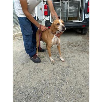 SETTIMO S.PIETRO - Cane - Microchip 380260004584988