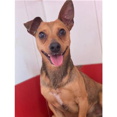 SETTIMO S.PIETRO - Cane - Microchip 380260004584971