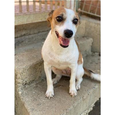 SETTIMO S.PIETRO - Cane - Microchip 380260004584977