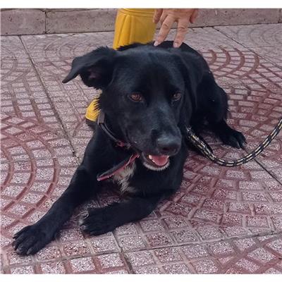 QUARTU SANT'ELENA - Cane - Microchip 380260004584979
