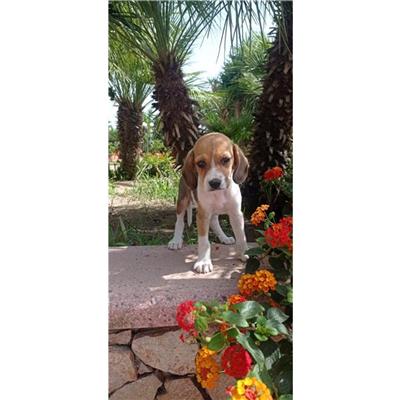 QUARTU SANT'ELENA - Cane - Microchip 380260004584973