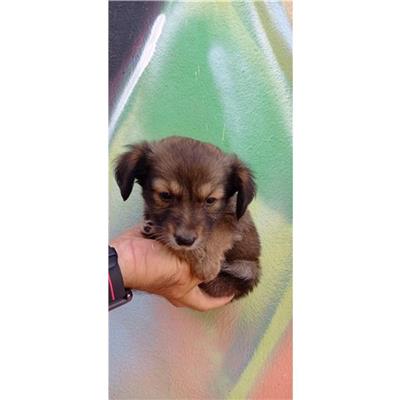 QUARTU SANT'ELENA - Cane - Microchip 380260004626168